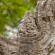 Groupe de Koh Ker-Prasat Thom-069