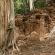Groupe de Koh Ker-Prasat Thom-076