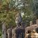 Groupe de Roluos-Bakong-076