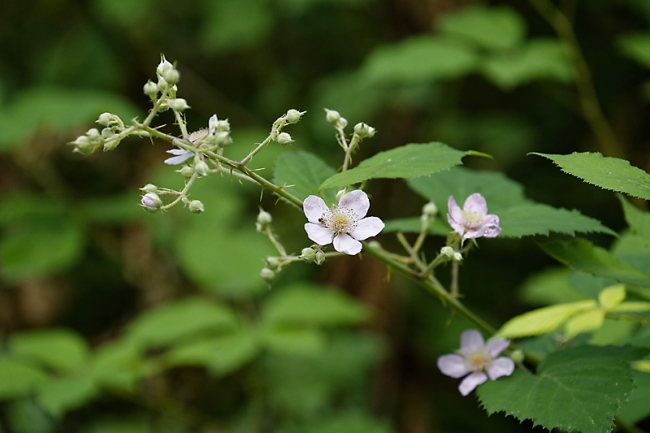 Fleurs-JUN15-013