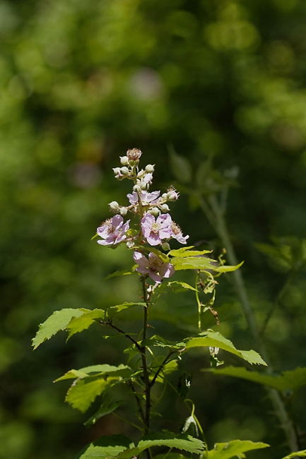 Fleurs-JUN15-018