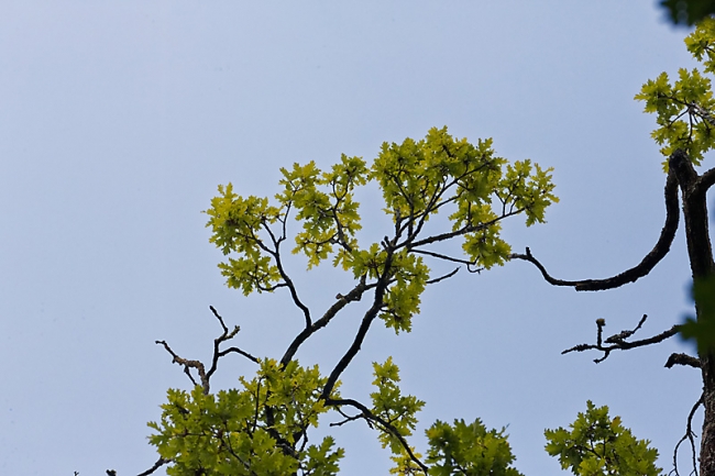 Fleurs-JUN15-034