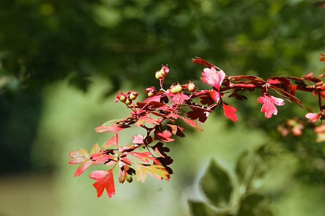Fleurs-JUN15-037