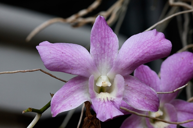Fleurs-002