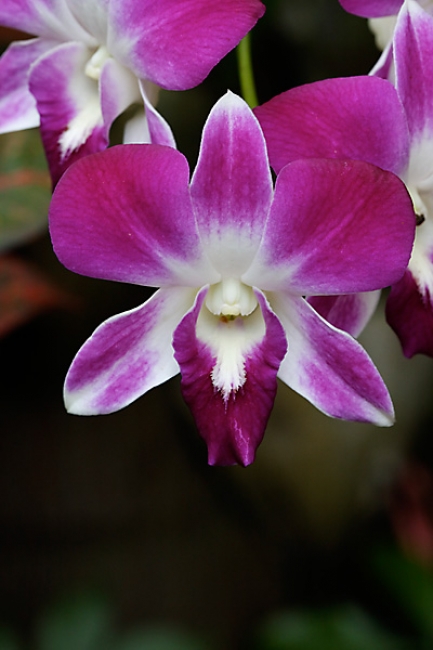 Fleurs-007