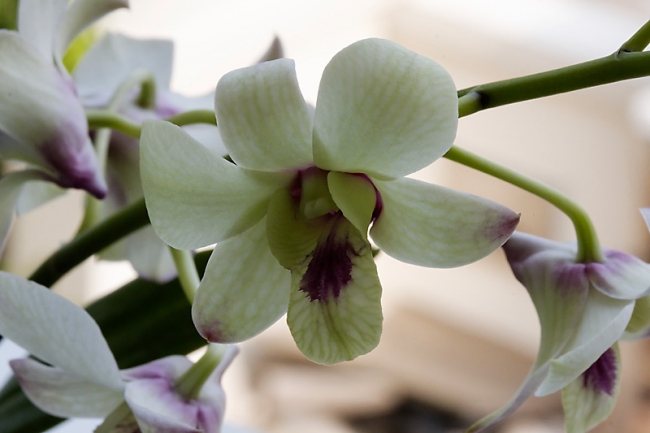 Fleurs-017