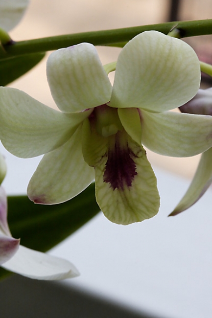 Fleurs-024