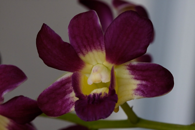 Fleurs-025