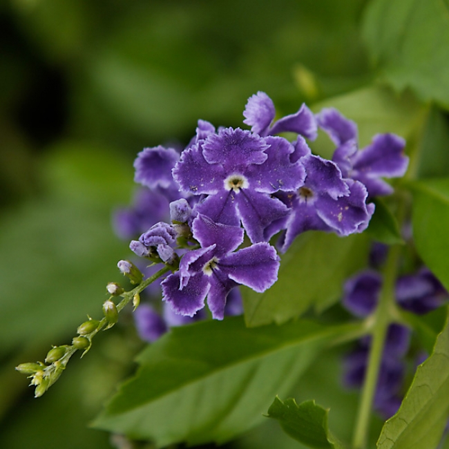 Fleurs-027