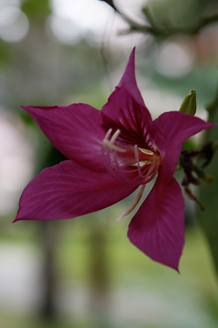 Fleurs-033