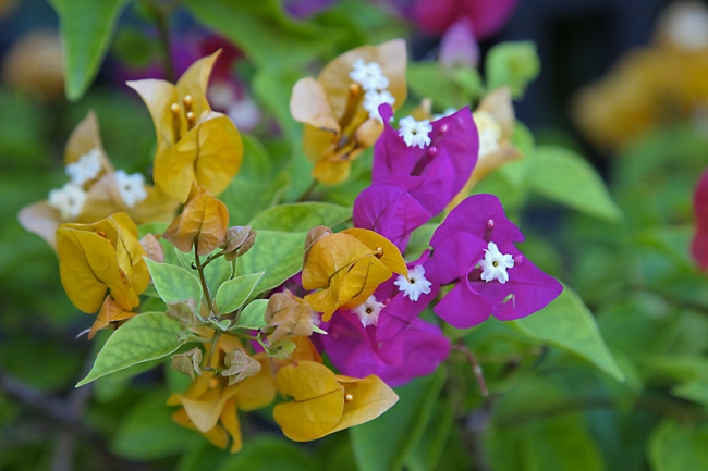 Fleurs-FEV10-004