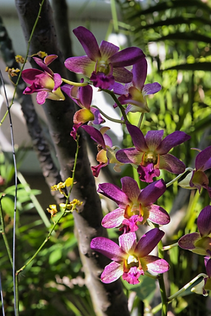 Fleurs-FEV10-006