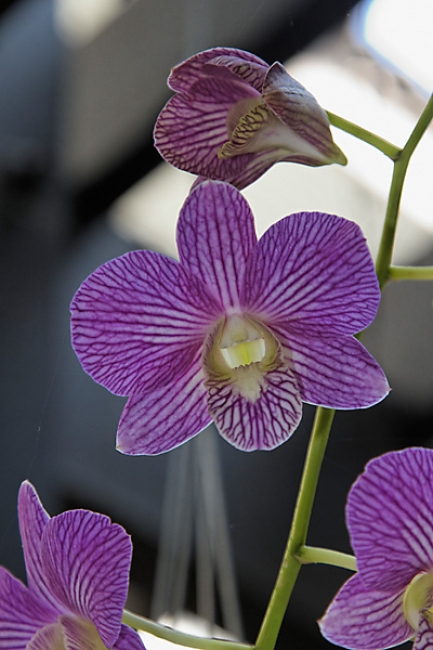 Fleurs-FEV10-009