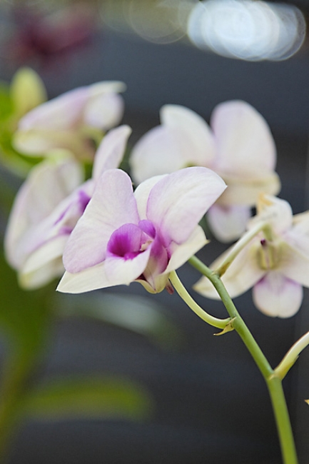 Fleurs-FEV10-011