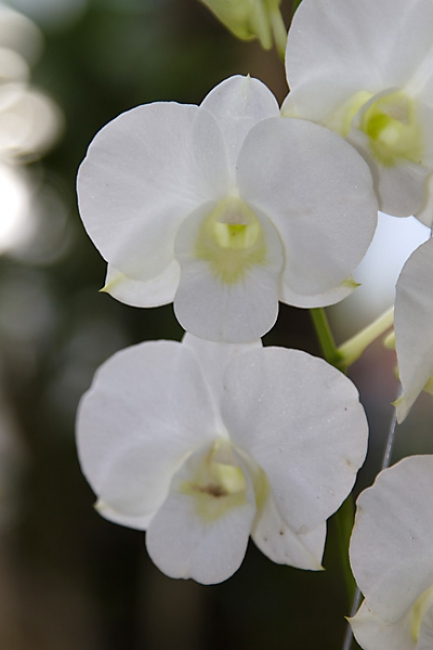 Fleurs-FEV10-013