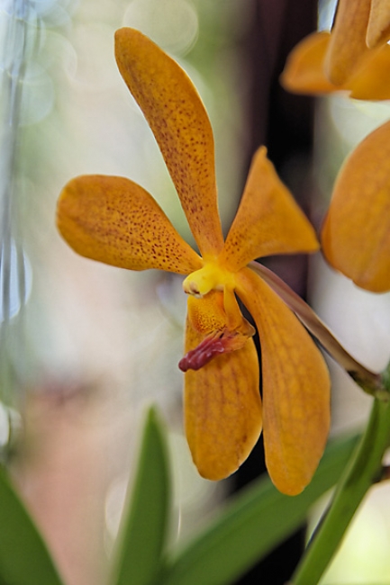 Fleurs-FEV10-016
