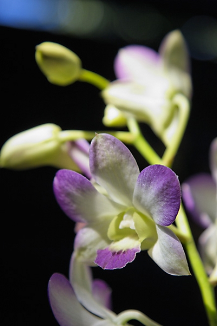 Fleurs-FEV10-020