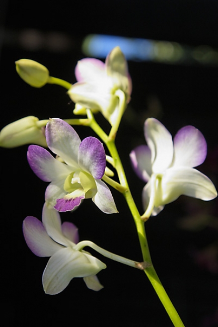Fleurs-FEV10-021