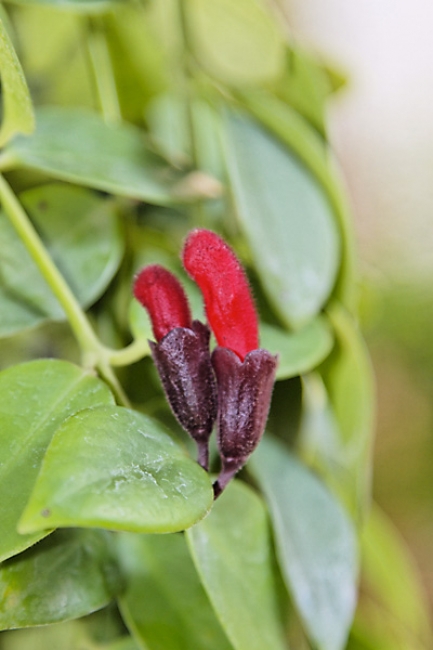 Fleurs-FEV10-022