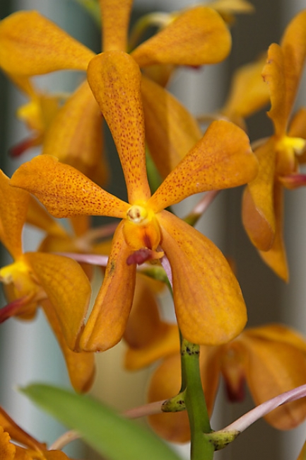 Fleurs-FEV10-023