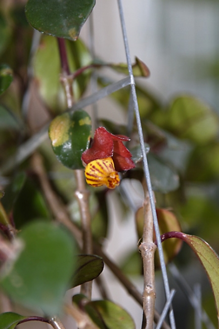 Fleurs-FEV10-024