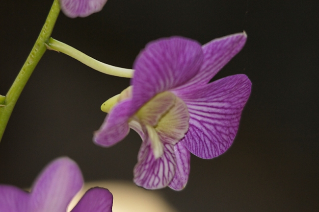 Fleurs-FEV10-031