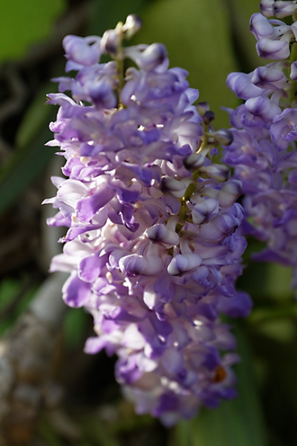 Fleurs-MAI13-009