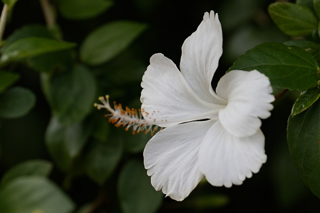 Fleurs-MAI13-014