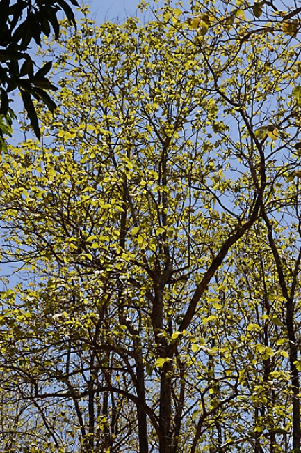 Fleurs-MAI13-017