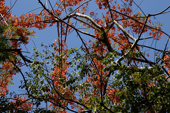 Fleurs-MAI13-022