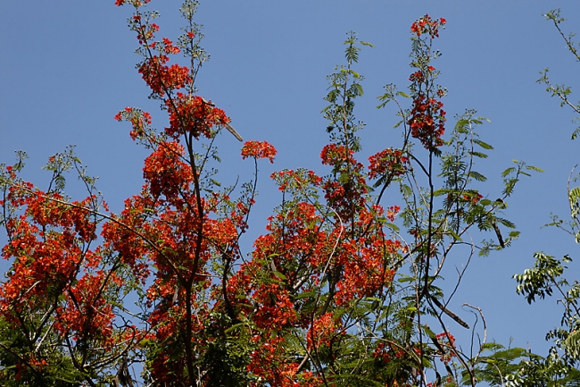 Fleurs-MAI13-023