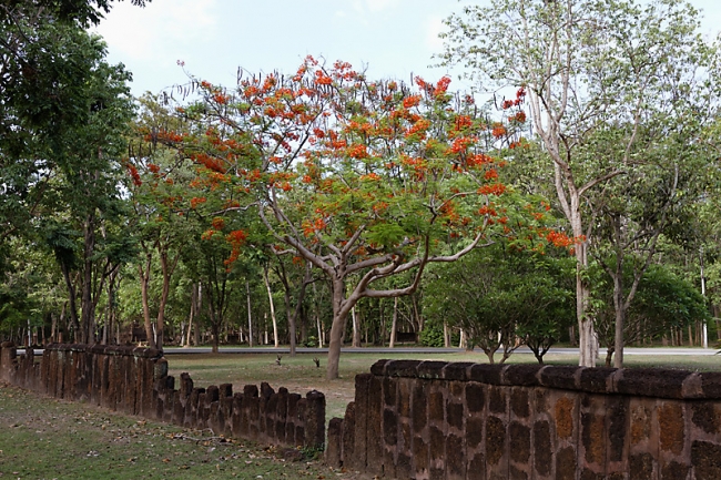 Fleurs-MAI13-027