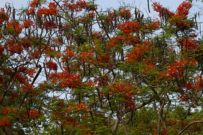 Fleurs-MAI13-028