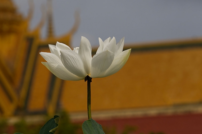 Fleurs-MAR14-017