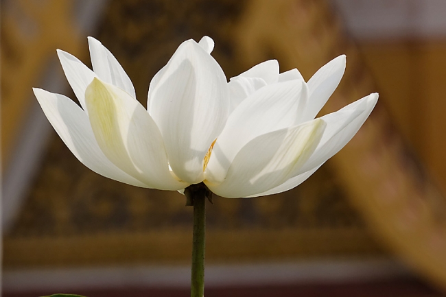 Fleurs-MAR14-018