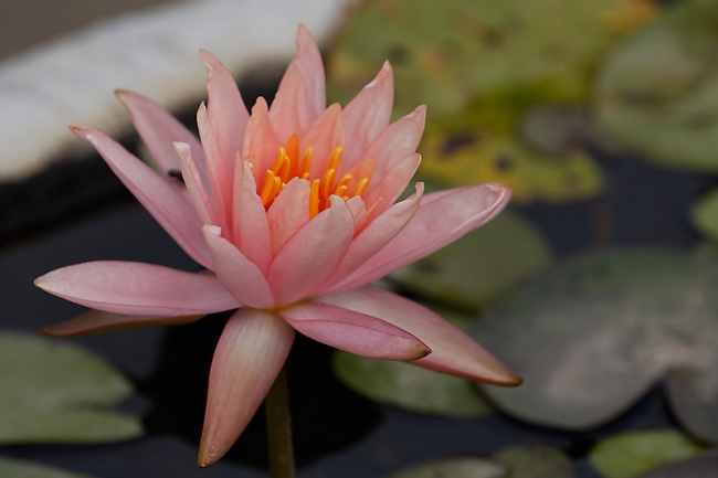 Fleurs-MAR14-021