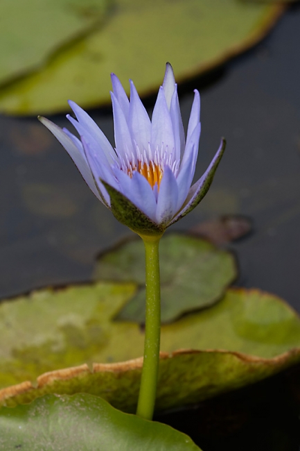 Fleurs-MAR14-022