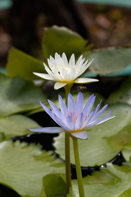 Fleurs-MAR14-026