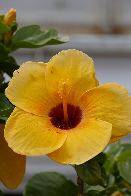 Fleurs-MAR14-027