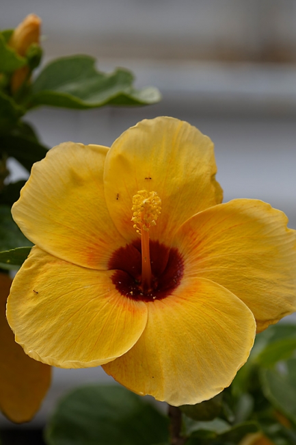 Fleurs-MAR14-028