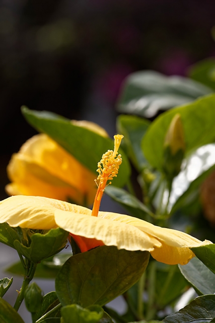 Fleurs-MAR14-029