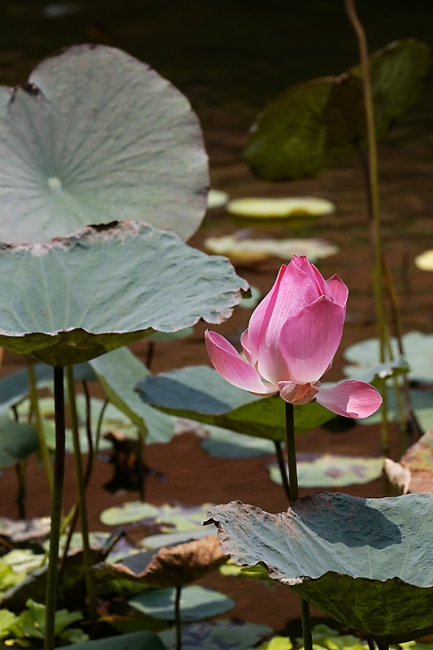 Fleurs-MAR14-031