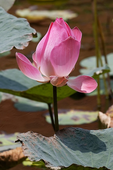 Fleurs-MAR14-032