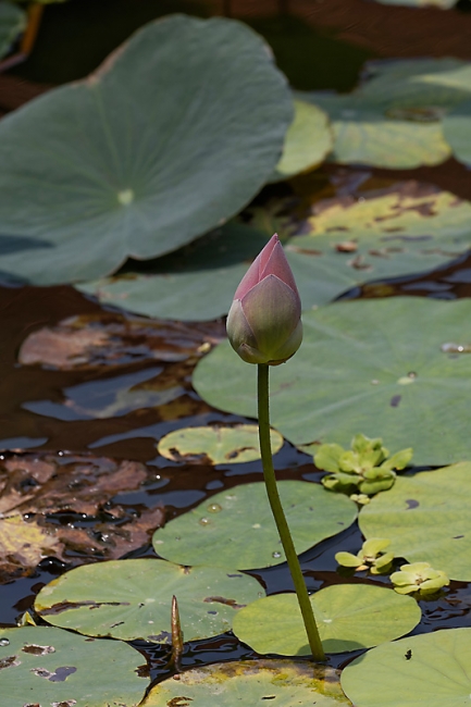 Fleurs-MAR14-033