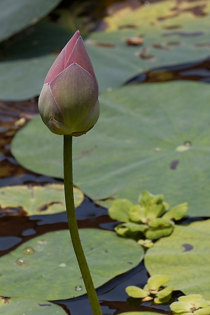 Fleurs-MAR14-034