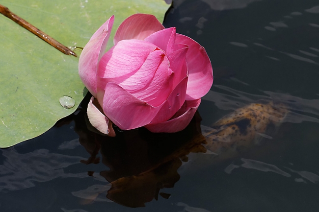 Fleurs-MAR14-035