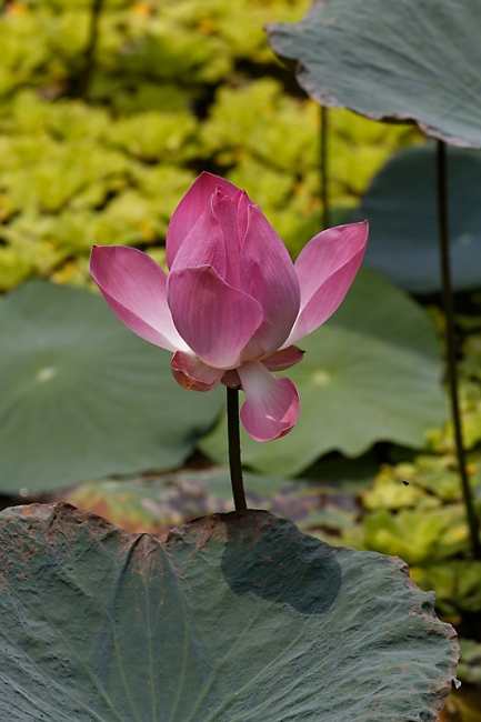 Fleurs-MAR14-036