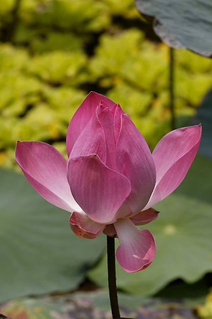 Fleurs-MAR14-037