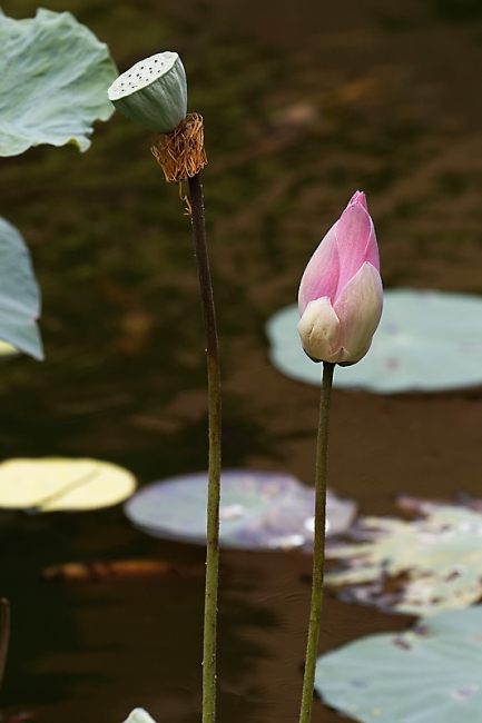 Fleurs-MAR14-038
