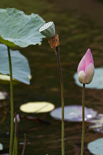 Fleurs-MAR14-039
